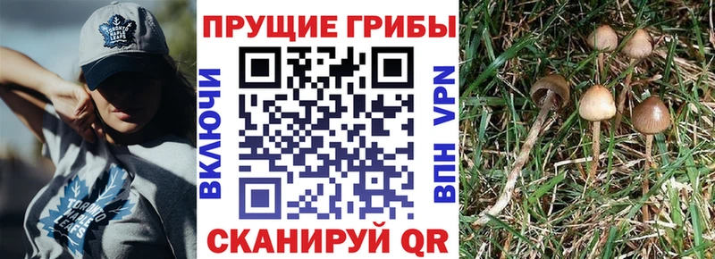 Галлюциногенные грибы мицелий  Красноярск 